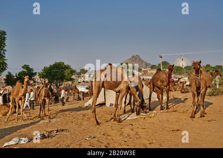 Salon de chameau et de bétail, Puskar Mela, Pushkar, Rajasthan, Inde| Banque D'Images