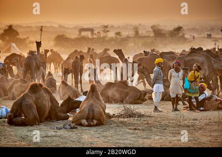 Tribu nomade avec turbans traditionnels, chameau et bétail, Puskar Mela, Pushkar, Rajasthan, Inde Banque D'Images