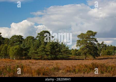 Forêt côtière et terre de bruyère dans le Suffolk, Angleterre avec des pins de bruyère et d'écosse Banque D'Images