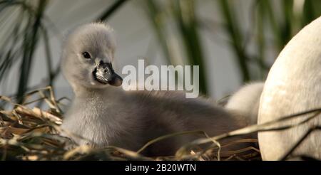 Couper Le Cygne Cygnet Posé Sur Un Nid De Roseaux Avec Un Œuf Non Haché Au Printemps. Prise à Stanpit Marsh Royaume-Uni. Affiche le contenu, détendu, mignon. Banque D'Images