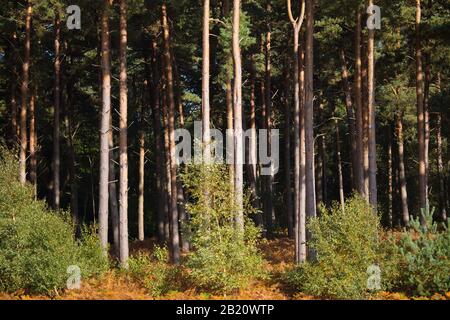 Forêt dense de pins avec de jeunes bouleaux en premier plan Banque D'Images