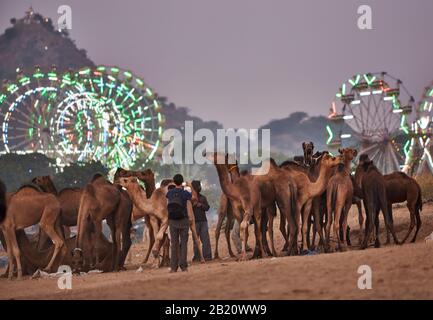 Chameaux devant les ferris éclairés du parc des expositions à la foire de chameau et de bétail Pushkar Mela, Pushkar, Rajasthan, Inde Banque D'Images