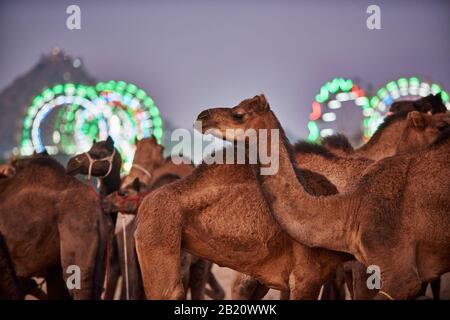 Chameaux devant les ferris éclairés du parc des expositions à la foire de chameau et de bétail Pushkar Mela, Pushkar, Rajasthan, Inde Banque D'Images