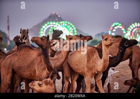 Chameaux devant les ferris éclairés du parc des expositions à la foire de chameau et de bétail Pushkar Mela, Pushkar, Rajasthan, Inde Banque D'Images