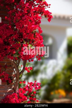 Une belle usine de bougainvillea dans le sud de l'espagne Banque D'Images