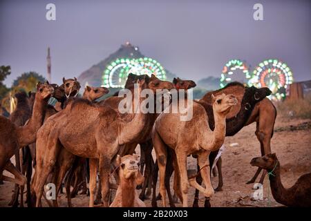 Chameaux devant les ferris éclairés du parc des expositions à la foire de chameau et de bétail Pushkar Mela, Pushkar, Rajasthan, Inde Banque D'Images
