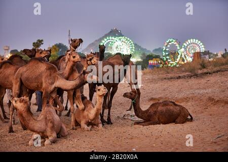 Chameaux devant les ferris éclairés du parc des expositions à la foire de chameau et de bétail Pushkar Mela, Pushkar, Rajasthan, Inde Banque D'Images