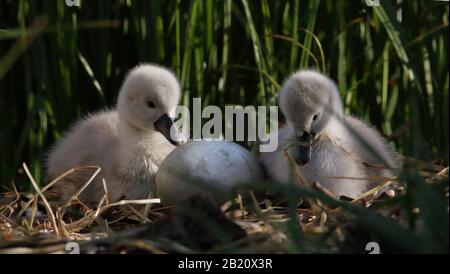 Couper Le Son Des Cygnets De Cygnes Regardant Un Œuf En L'Attendant Pour Hatch Sur Un Nid De Reeds. Prise à Stanpit Marsh Royaume-Uni. Montrer doux, amour, attente. Banque D'Images