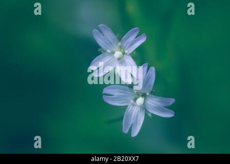 Fleurs pastel bleues délicates d'Epilobium glandulosum Banque D'Images