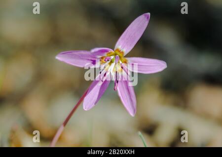 Fleur violette, Erythronium dens-canis, violet-dent-chien ou violet-pied-de-chien, famille de lys, Liliaceae, floraison en fleur blanche, rose ou lilas à Banque D'Images