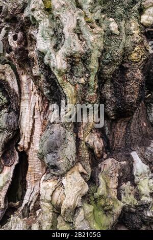 Gros plan sur l'écorce d'un ancien châtaignier doux de 17 ans (Castanea sativa) dans le parc médiéval de cerfs de Brampton Bryan, Herefordshire, Royaume-Uni Banque D'Images