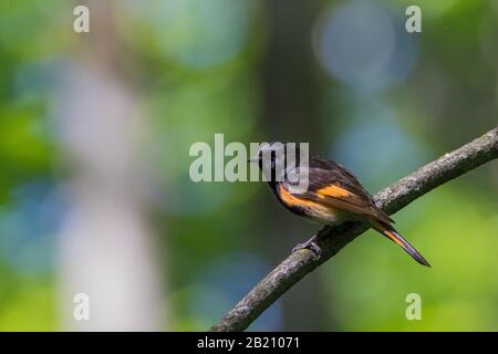 Gros plan de l'oiseau de la paruline américaine Redstart mâle sur la branche arborescente avec de la bokeh colorée en arrière-plan Banque D'Images