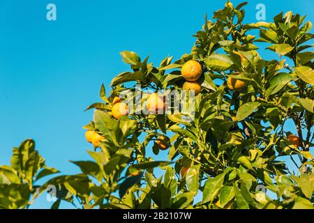 les tangerines orange entre les feuilles de l'arbre mûrissent au soleil sur le ciel bleu Banque D'Images