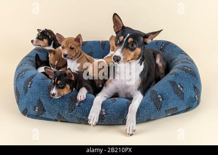 Basenji ou Congo Terrier (Canis lupus familiaris), animal adulte avec chiots, allongé dans un lit de chien, studio tourné, fond clair, Autriche Banque D'Images