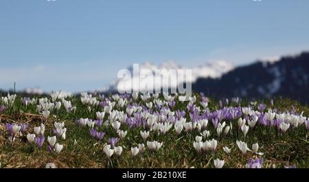 Crocus flower (Crocus) dans les Alpes d'Allgaeu, Balderschwang, Allgaeu, Bavière, Allemagne Banque D'Images
