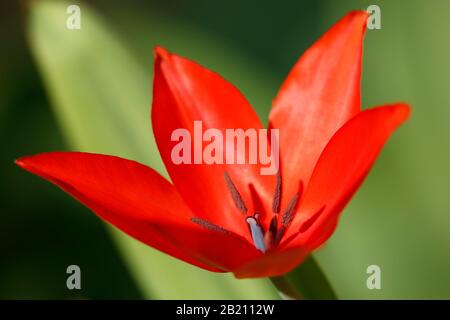 Tulipe rouge, tulipe naine (Tulipa humilis), tulipe sauvage, timbre et étamines, Bade-Wuerttemberg, Allemagne Banque D'Images