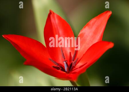 Tulipe rouge, tulipe naine (Tulipa humilis), tulipe sauvage, timbre et étamines, Bade-Wuerttemberg, Allemagne Banque D'Images