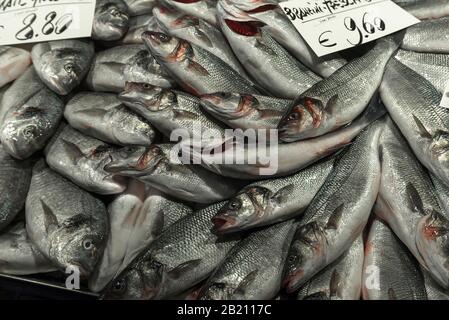 Bar de mer frais (Atractoscion nobilis) sur glace, marché aux poissons, Venise, Vénétie, Italie Banque D'Images