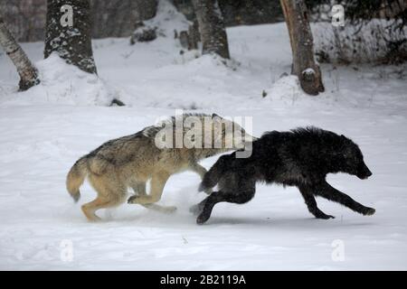 Loup Algonquin (Canis lupus lycaon), adulte, en hiver, dans la neige, la course à pied, la course à pied, deux loups, captifs, Montana, Amérique du Nord, États-Unis Banque D'Images