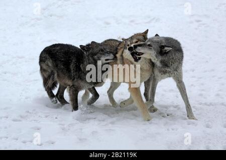 Loup Algonquin (Canis lupus lycaon), adulte, en hiver, dans la neige, la lutte, trois loups, captifs, Montana, Amérique du Nord, États-Unis Banque D'Images