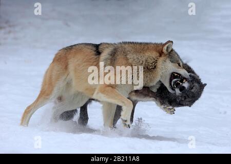 Loup Algonquin (Canis lupus lycaon), adulte, en hiver, dans la neige, la lutte, deux loups, captifs, Montana, Amérique du Nord, États-Unis Banque D'Images