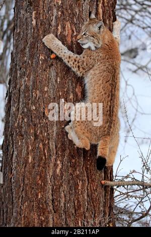 Lynx eurasien (Lynx lynx), jeune animal de demi-culture, neuf mois, en hiver, dans la neige, escalade sur arbre, captif, Montana, Amérique du Nord, États-Unis Banque D'Images