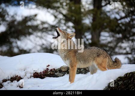 Coyote (Canis latrans), adulte, en hiver, dans la neige, le hurlement, captif, Montana, Amérique du Nord, États-Unis Banque D'Images
