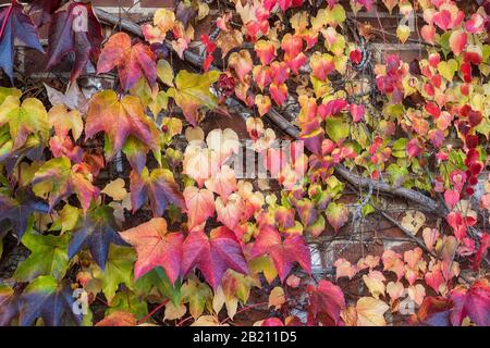 Boston ivy (Parthenocissus tricuspidata), vin sauvage sur mur de briques, Munich, Haute-Bavière, Bavière, Allemagne Banque D'Images