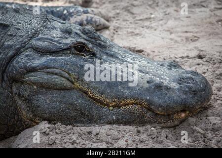 Alligator américain (Alligator missippiensis) situé dans le sable, le portrait, vue latérale, captif, parc zoologique de St. Augustine Alligator Farm, St. Banque D'Images