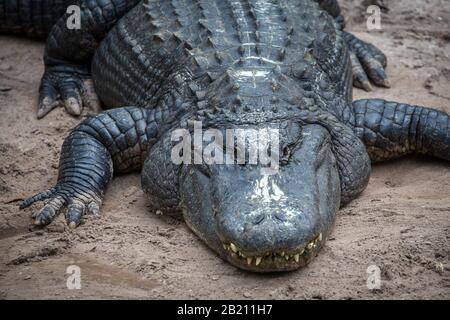 L'alligator américain (Alligator missippiensis) est situé à Sand, captif, St. Augustine Alligator Farm Zoological Park, St. Augustine, Floride, États-Unis Banque D'Images