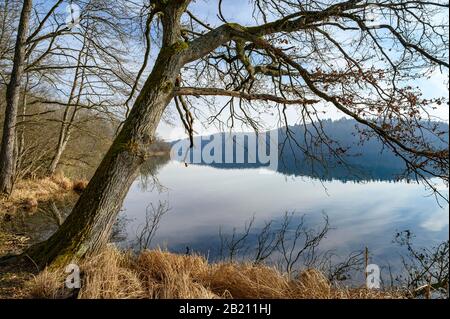 Vieux arbre sur la rive de Mindelsee, Radolfzell, Comté de Constance, Bade-Wuerttemberg, Allemagne Banque D'Images