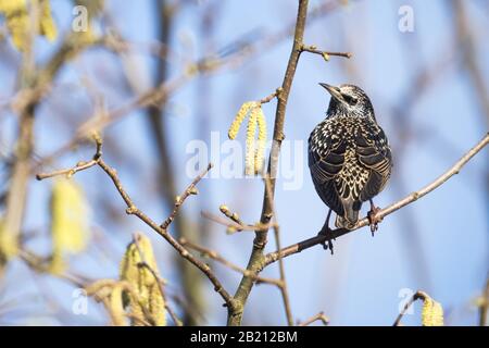 European Starling (Sturnus vulgaris) assis sur Haselzweig, Hesse, Allemagne Banque D'Images