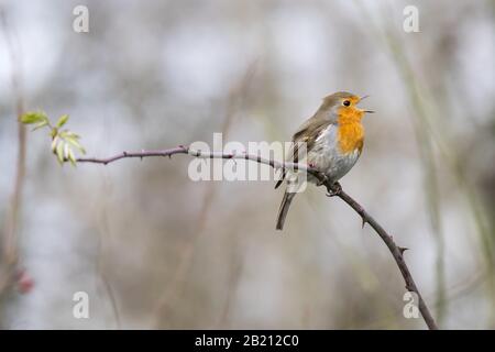 Chant le voleur européen (Erithacus rubecula) sur la branche rose, Hesse, Allemagne Banque D'Images