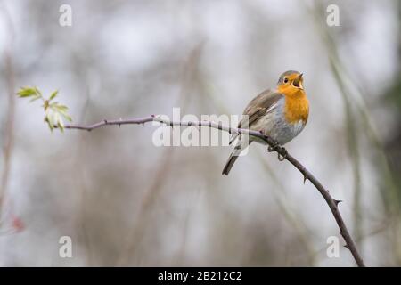 Chant le voleur européen (Erithacus rubecula) sur la branche rose, Hesse, Allemagne Banque D'Images