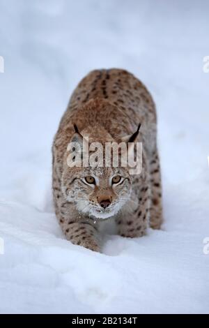 Lynx eurasien (Lynx lynx), adulte, en hiver, dans la neige, le fourrage, l'impasse, Montana, Amérique du Nord, États-Unis Banque D'Images