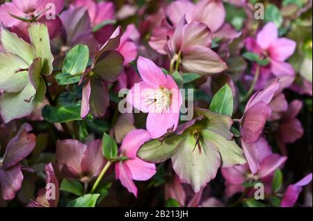 Hellebore Walbertons Rosemary en fleur au début du printemps. Banque D'Images