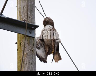 Un Buzzard mort tué sur le poteau d'électricité au bord du champ de Lodge Banque D'Images