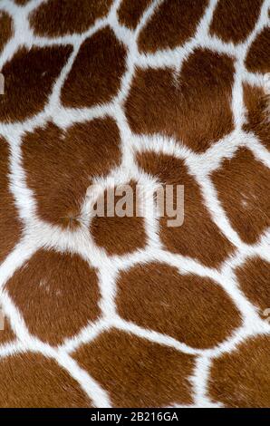 Gros plan sur une girafe cachette, présentant les beaux motifs trouvés dans la nature Banque D'Images