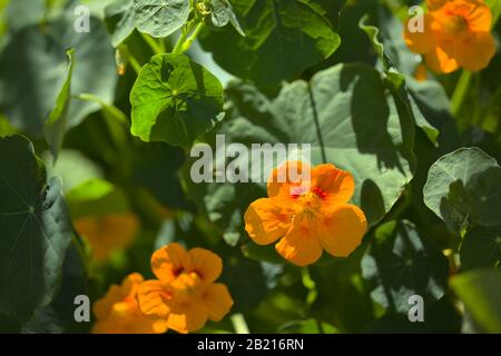 Flore de Gran Canaria - Tropaeolum majus, jardin nasturtium Banque D'Images