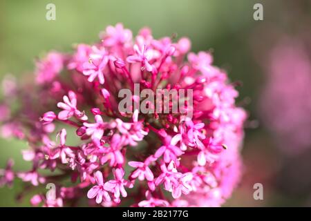 Flore de Gran Canaria - Centranthus ruber, rouge valérian naturel macro fond Banque D'Images