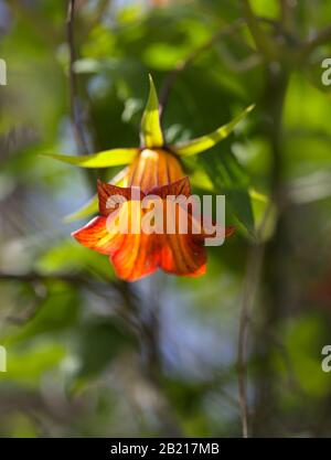 Flore de Gran Canaria - Canarina canariensis, localement appelé bicacacaro, endémique aux îles Canaries, fond macro naturel Banque D'Images