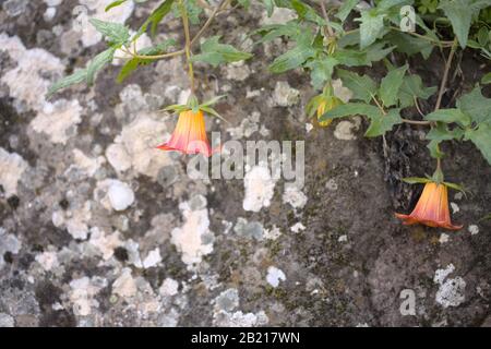 Flore de Gran Canaria - Canarina canariensis, localement appelé bicacacaro, endémique aux îles Canaries, fond macro naturel Banque D'Images