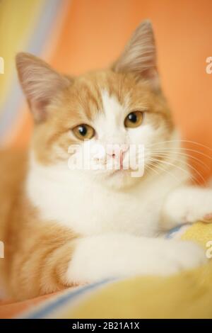 Magnifique chaton blanc gingembre avec yeux ambrés. Face de chat rouge gros plan. Portrait d'un animal de compagnie à l'intérieur. Banque D'Images