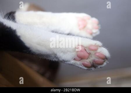 paw. chat. pattes blanches sous du chaton Banque D'Images