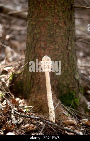 Parasol champignon Macrolepiota procera jeune état Banque D'Images