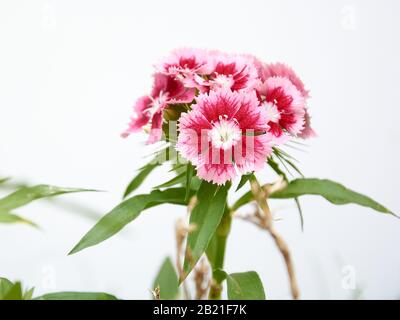 Dianthus Barbatus fleurs isolées sur fond blanc, entourées par d'autres fleurs hors du foyer. Banque D'Images