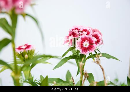 Dianthus Barbatus fleurs isolées sur fond blanc, entourées par d'autres fleurs hors du foyer. Banque D'Images