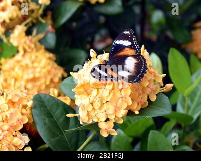 Un gros plan d'un magnifique papillon sur une fleur jaune dans un jardin australien Banque D'Images