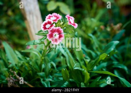 Gros plan de fleurs de rouge Sweet William (Dianthus Barbatus) dans le jardin d'une maison avec un fond vert flou d'herbe. Banque D'Images