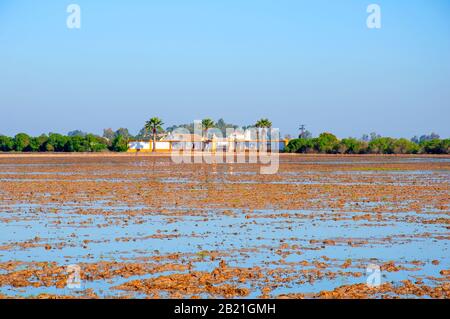 Rizières avec eau et grande ferme, forêt verte autour. Ciel bleu sans nuages. Journée ensoleillée d'hiver. Isla Mayor, Espagne Banque D'Images